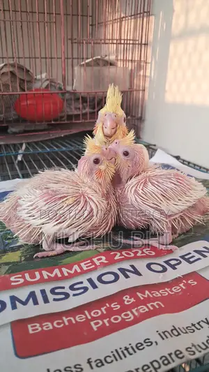 3 Lutino Cockatiel chicks for sale.