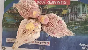 3 Lutino Cockatiel chicks for sale.
