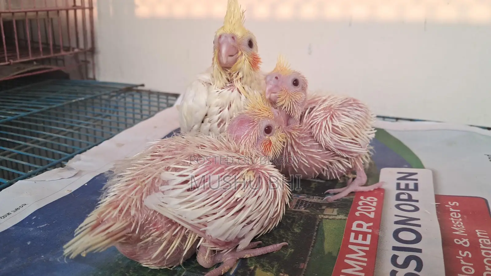 3 Lutino Cockatiel chicks for sale.