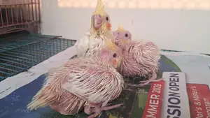 3 Lutino Cockatiel chicks for sale.