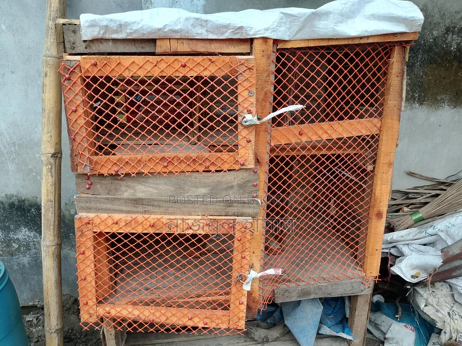 কবুতরের কোপ