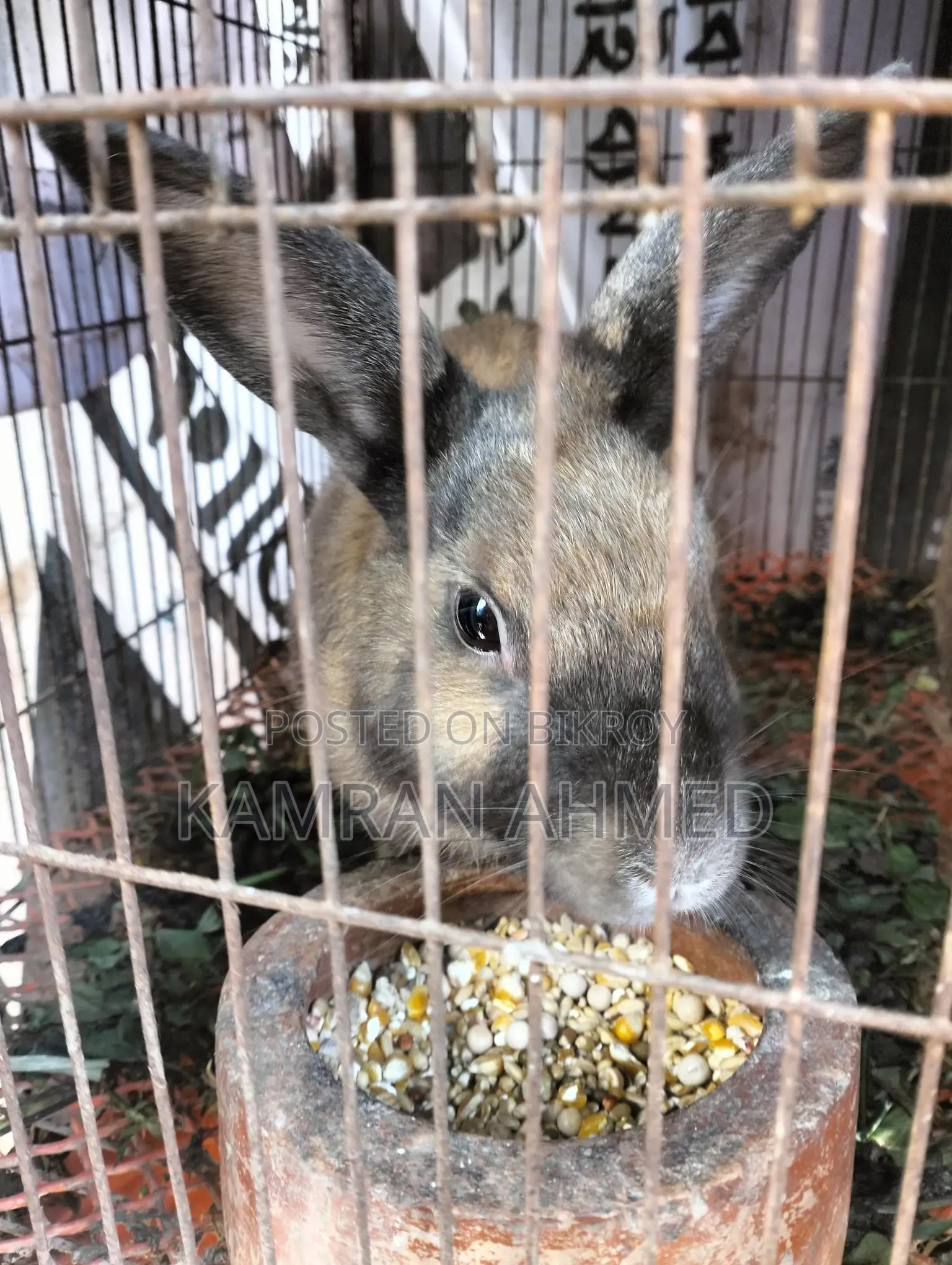 Running Rabbits for Sale