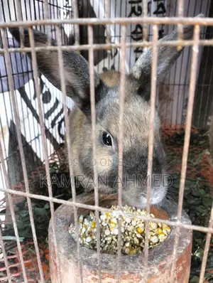 Running Rabbits for Sale