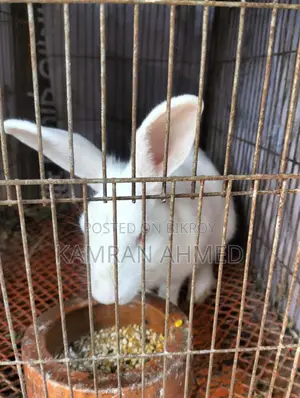 Running Rabbits for Sale