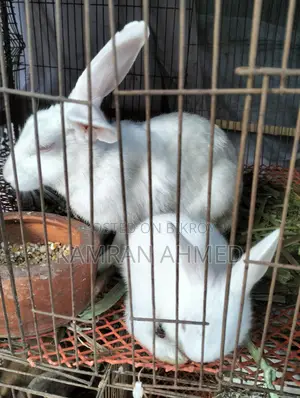 Running Rabbits for Sale