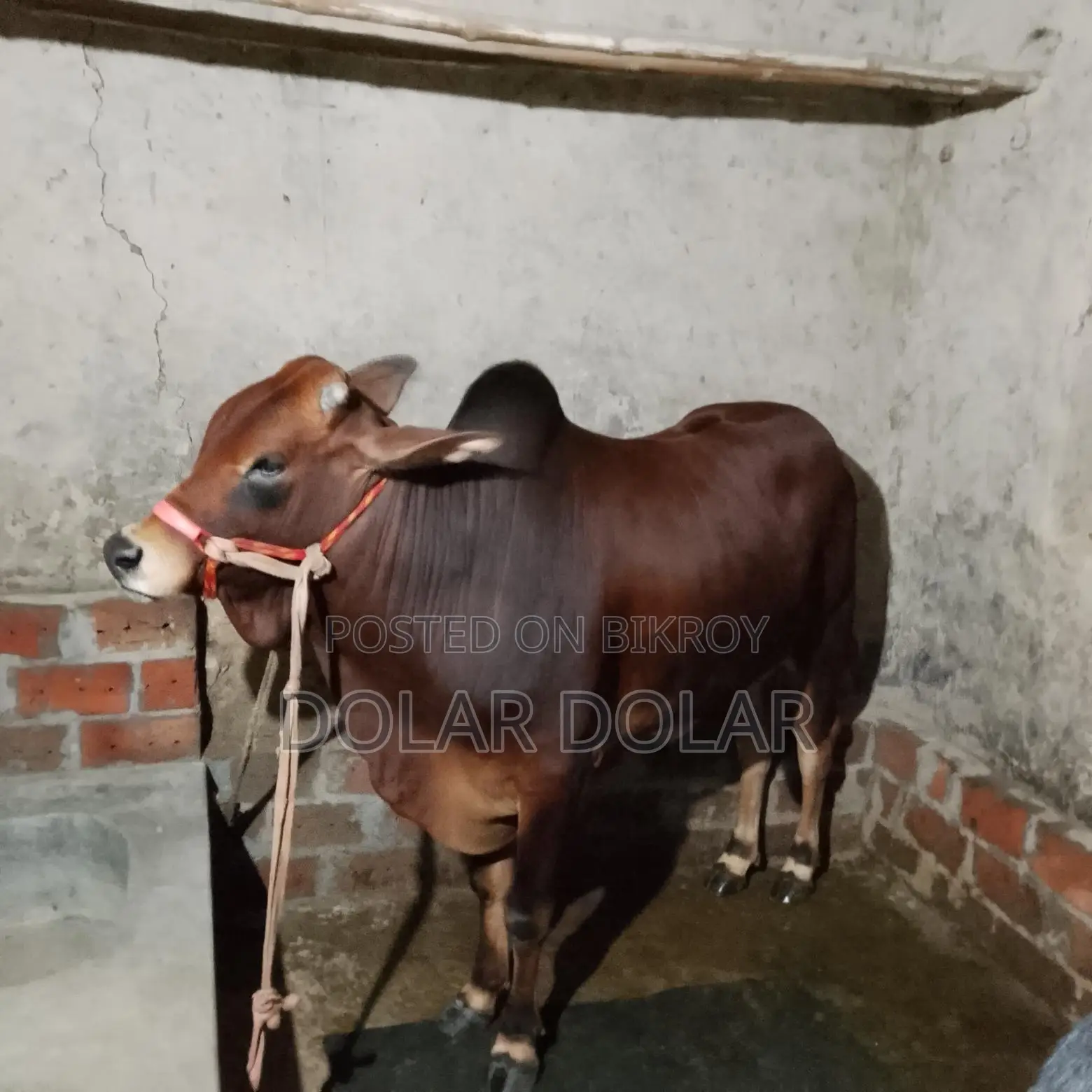 Bull for Qurbani for sale.