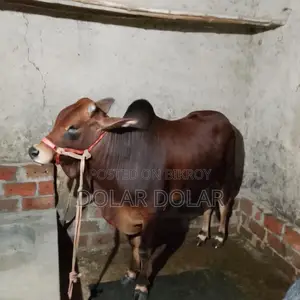 Bull for Qurbani for sale.