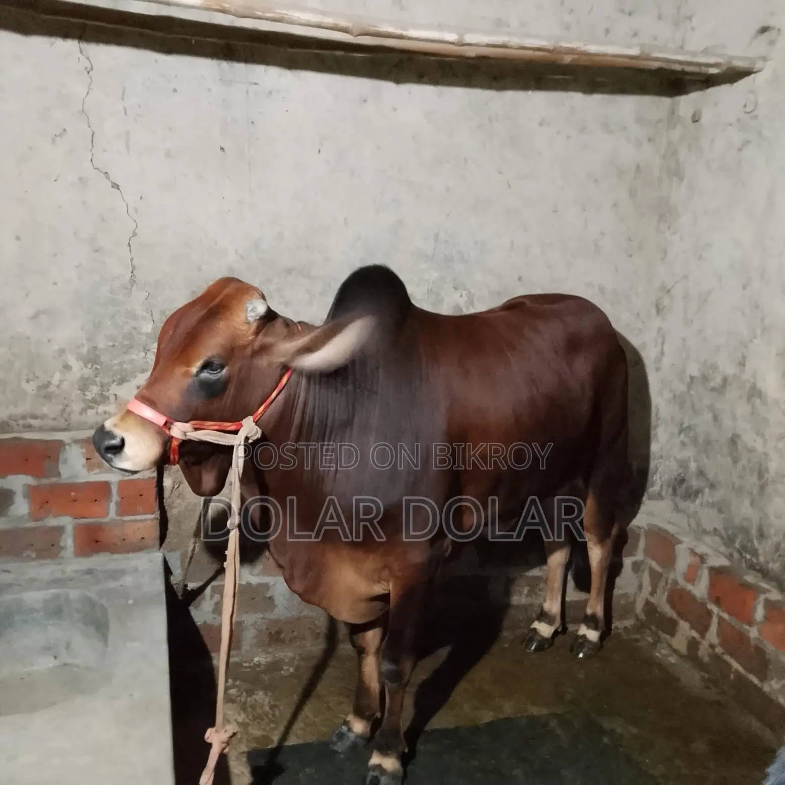 Bull for Qurbani for sale.