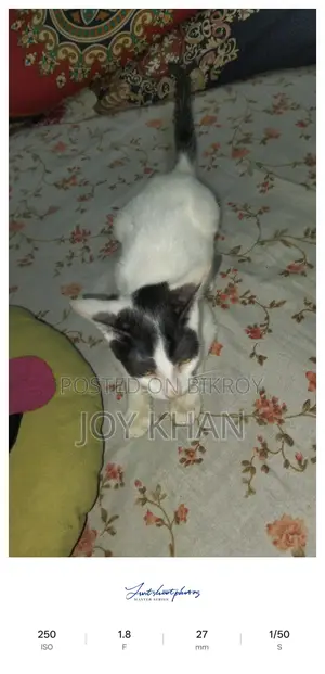 এডপশন দেওয়া হবে বিড়াল