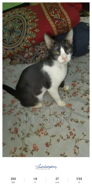 এডপশন দেওয়া হবে বিড়াল