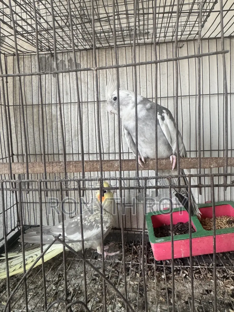 Cockatiel