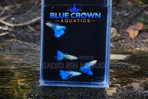Albino Platinum Blue Topaz Guppy