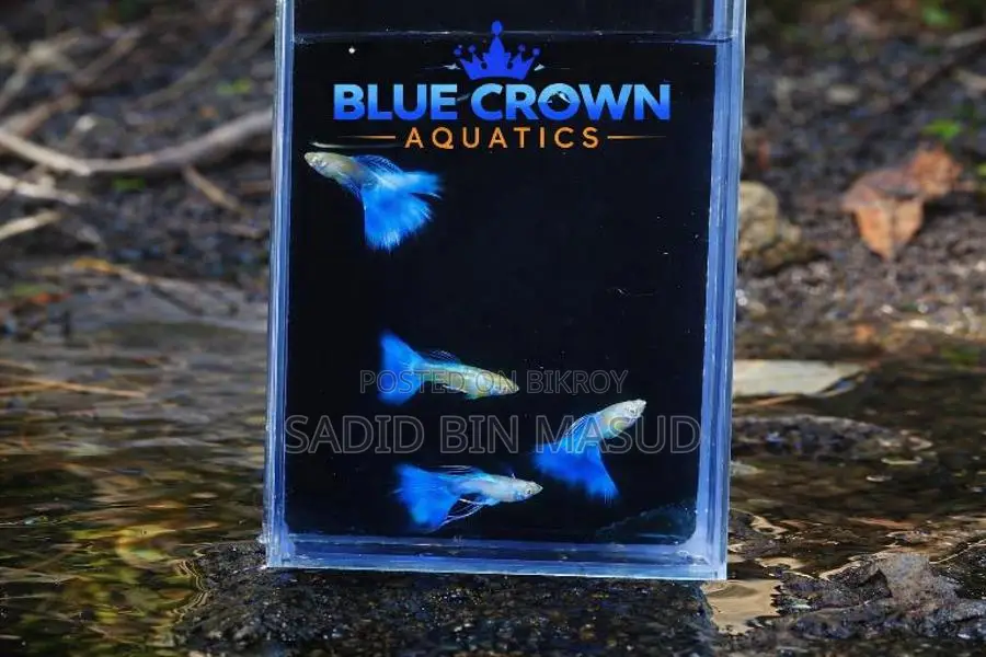 Albino Platinum Blue Topaz Guppy