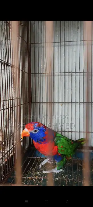 Red Cap Lory Adult Pair for Sale with Papers / Exchange Offer