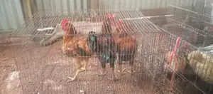 দেশি মোরগ মুরগি