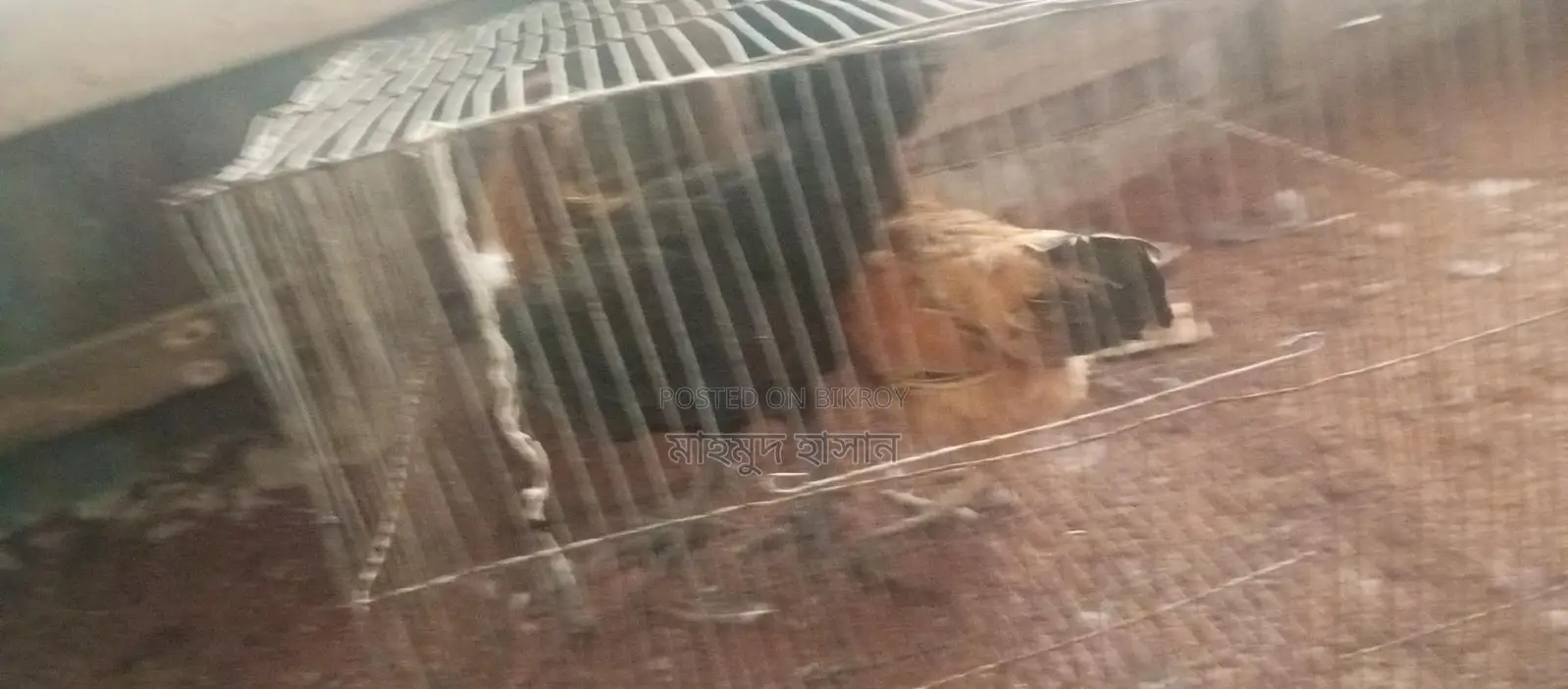 দেশি মোরগ মুরগি
