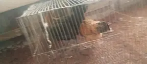 দেশি মোরগ মুরগি