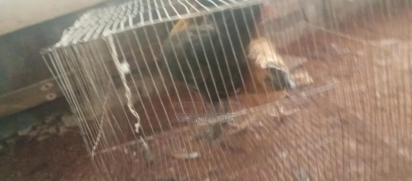 দেশি মোরগ মুরগি