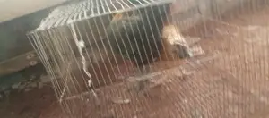 দেশি মোরগ মুরগি