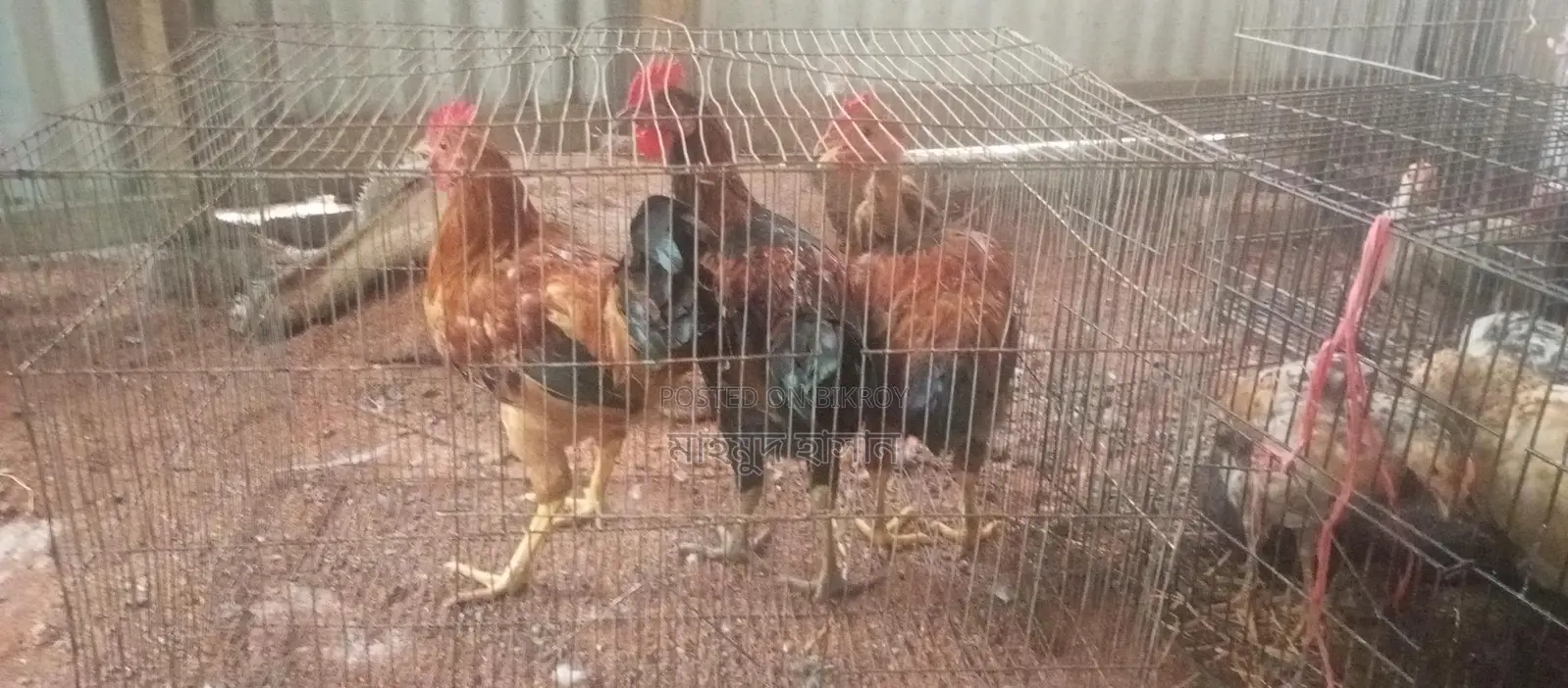 দেশি মোরগ মুরগি