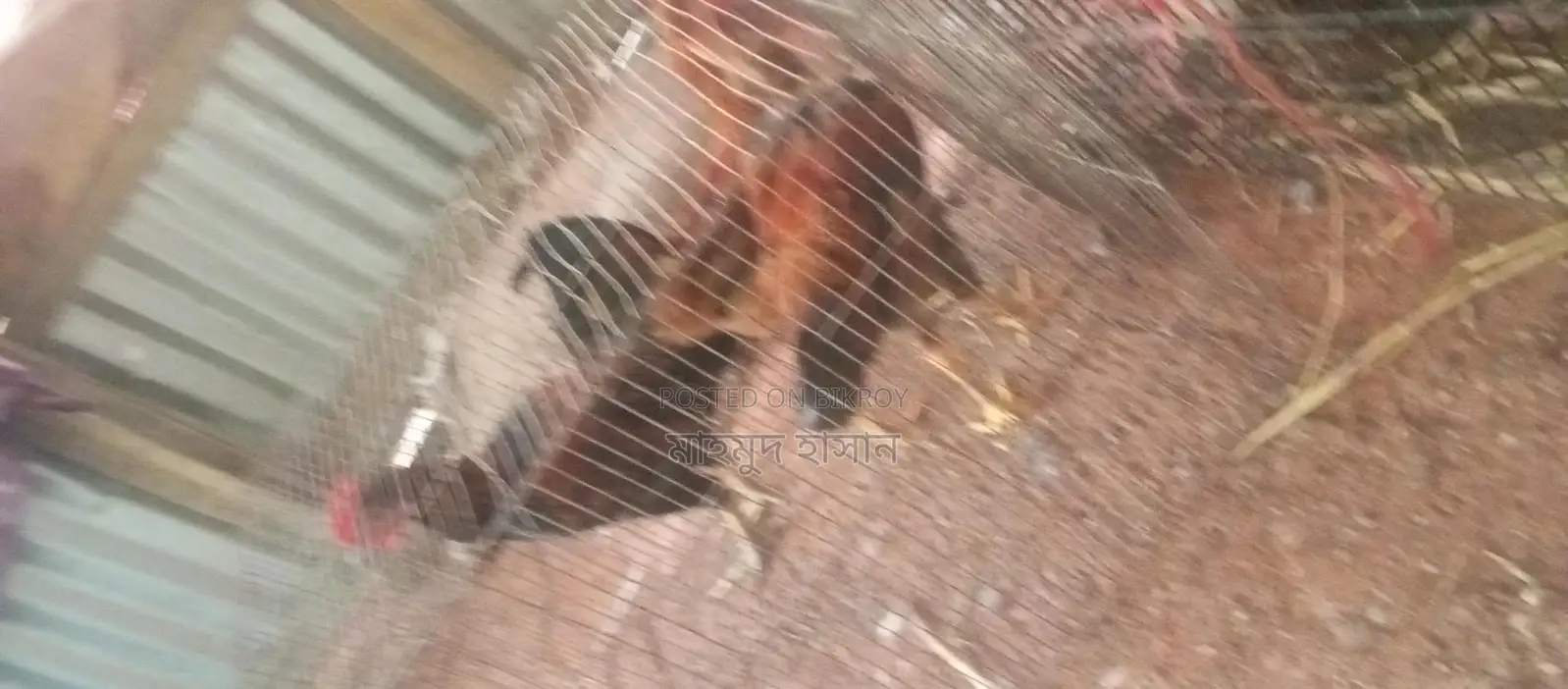 দেশি মোরগ মুরগি