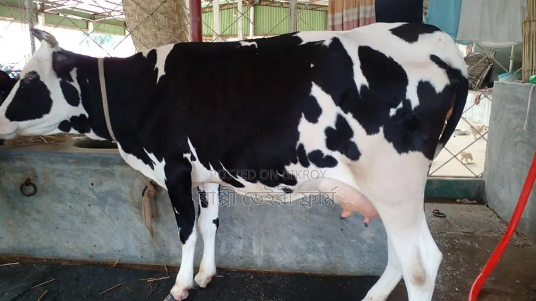 ১১৩৬ নং ভালো জাতের গাভী গরু বিক্রয় হবে।