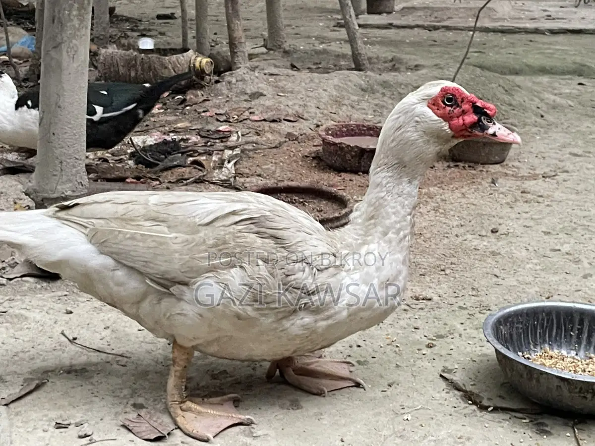 Male Chinese Duck