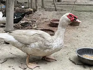Male Chinese Duck