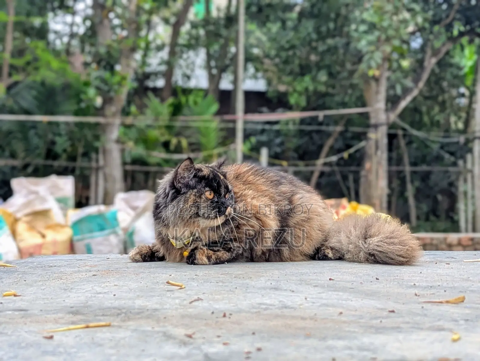A Pure Fickle Female Persian Cat