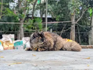 A Pure Fickle Female Persian Cat