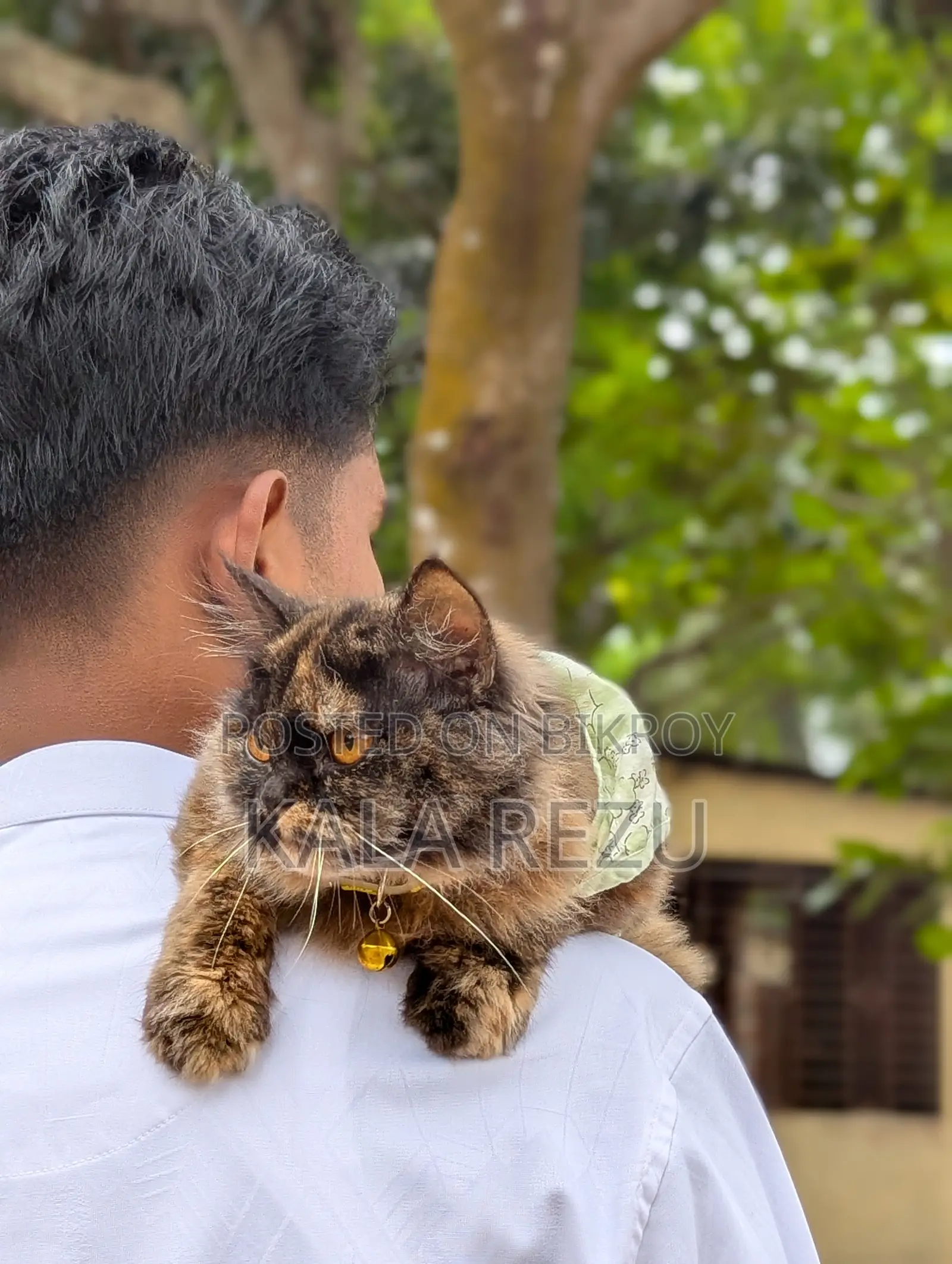 A Pure Fickle Female Persian Cat