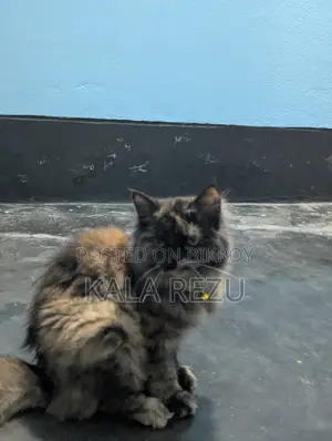 A Pure Fickle Female Persian Cat