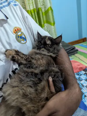 A Pure Fickle Female Persian Cat