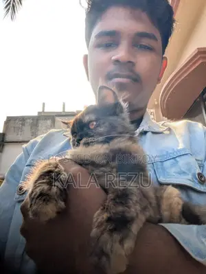 A Pure Fickle Female Persian Cat