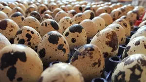 Quail Eggs (Dubai Jumbo Quail)