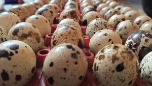 Quail Eggs (Dubai Jumbo Quail)