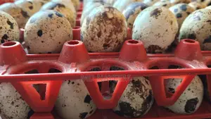 Quail Eggs (Dubai Jumbo Quail)