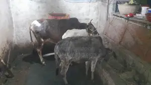 Cow and Calf