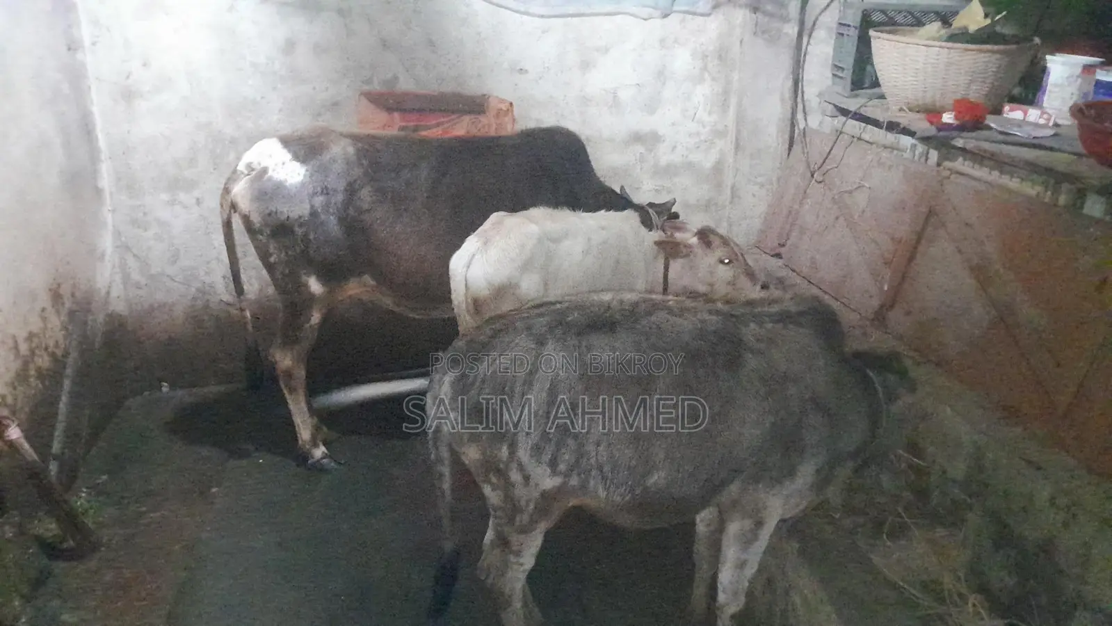 Cow and Calf