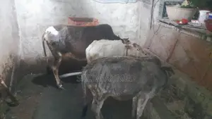 Cow and Calf