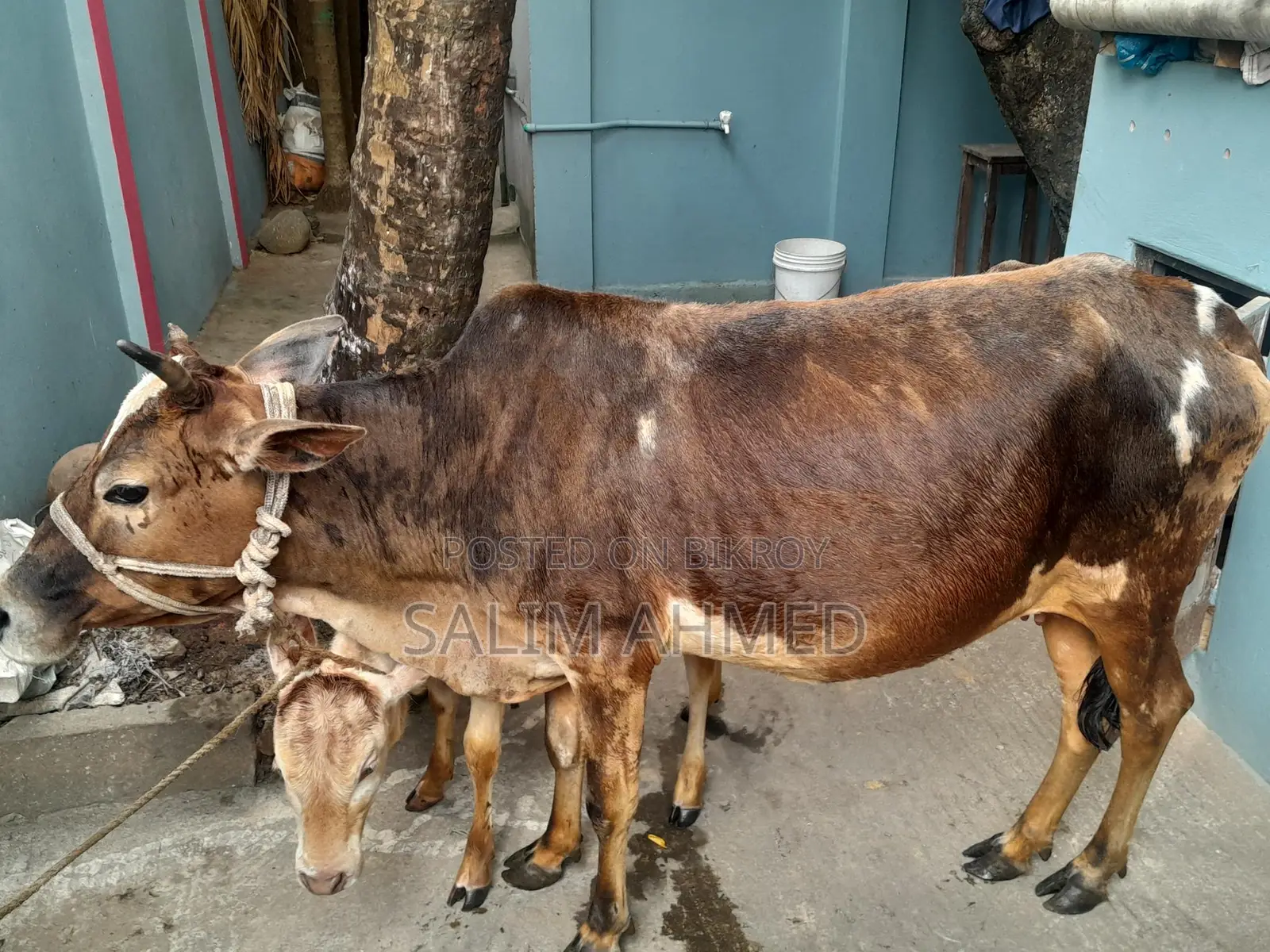 Cow and Calf
