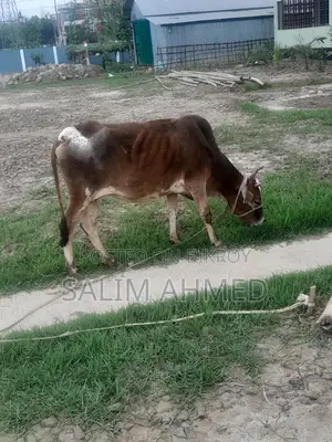 Cow and Calf
