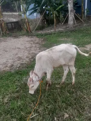 Cow and Calf