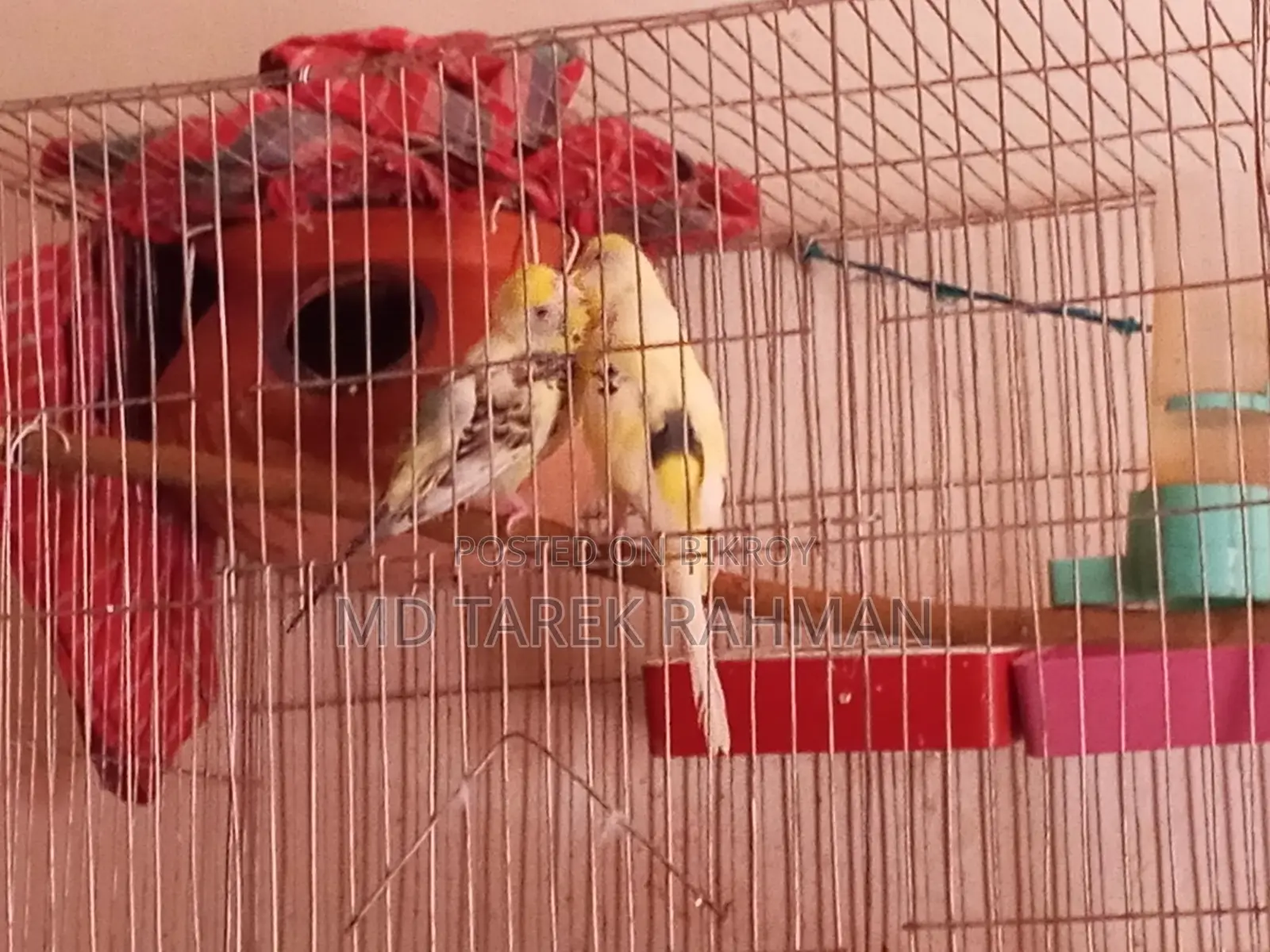 Budgerigar
