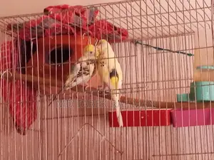 Budgerigar
