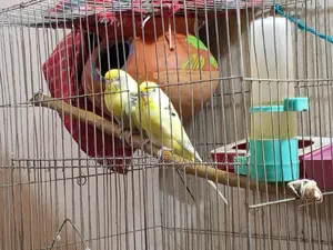 Budgerigar