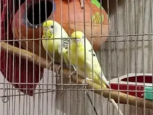 Budgerigar