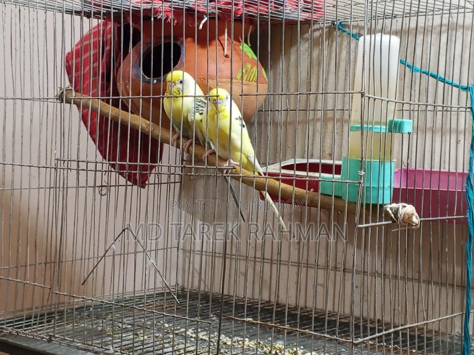 Budgerigar