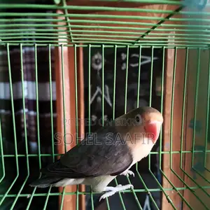 Love Bird