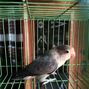Love Bird